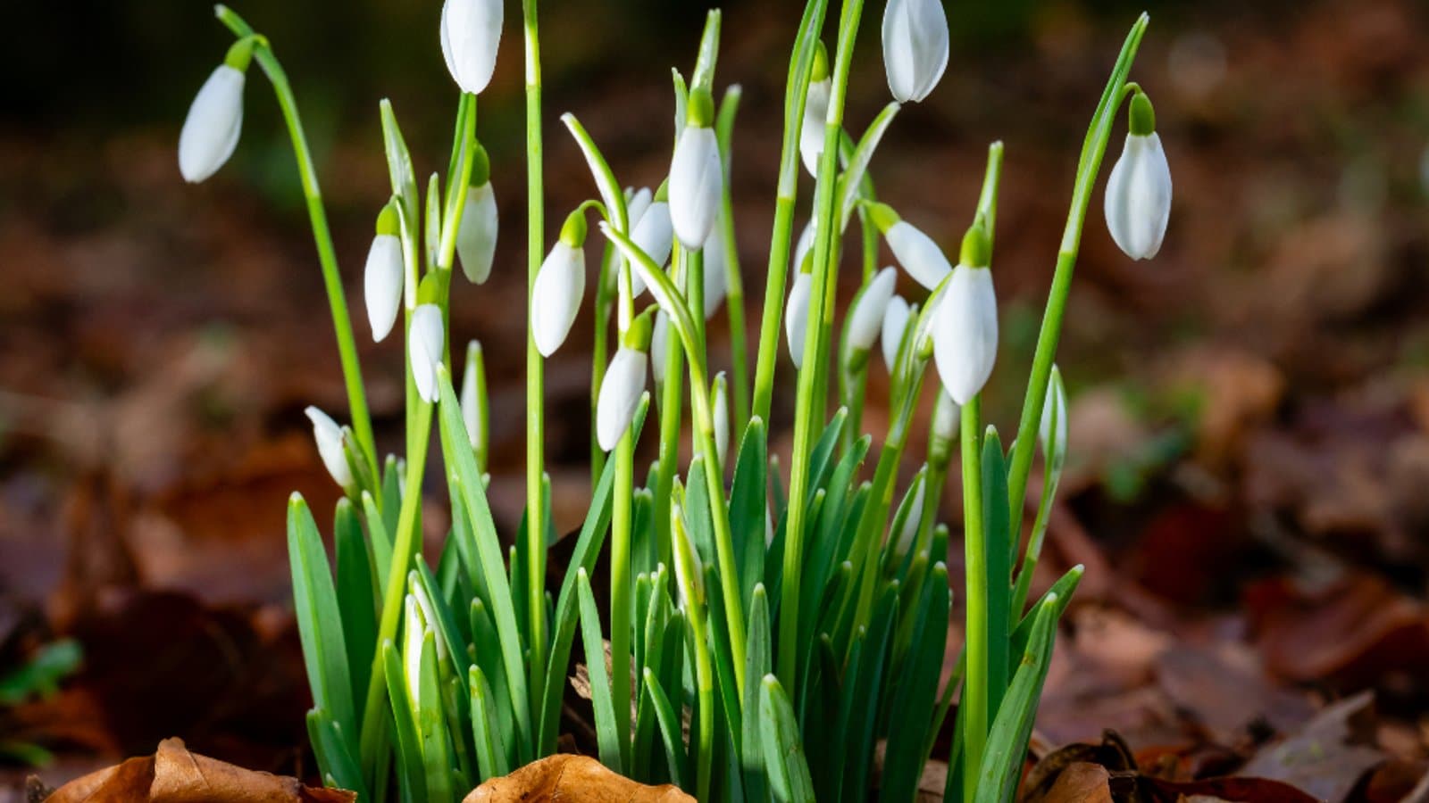Snowdrop flowers growing